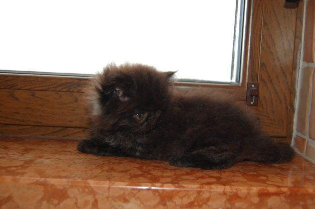 Cuccioli di gatto persiano - Foto 10