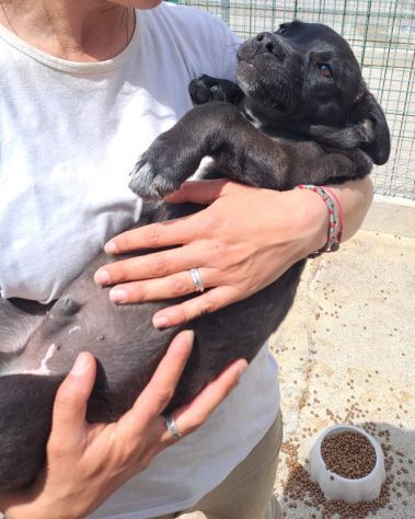 CUCCIOLI 3 MESI TAGLIA MEDIA IN CANILE - Foto 8