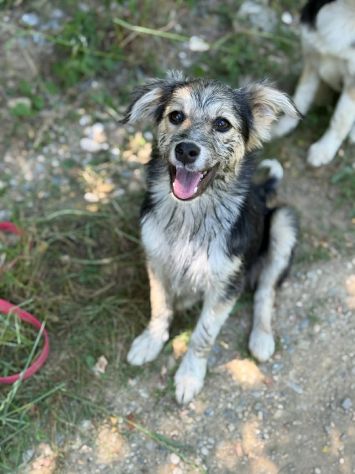 3 cuccioli di TAGLIA PICCOLA incredibilmente dolci! - Foto 7