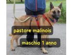 SPENCER 1 ANNO PASTORE MALINOIS IN CANILE