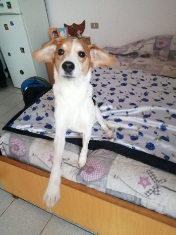 9anni kg14 la padrona entrata in RSA..URGENTE AIUTO.MILANO