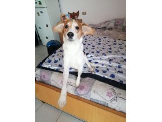 9anni kg14 la padrona entrata in RSA..URGENTE AIUTO.MILANO