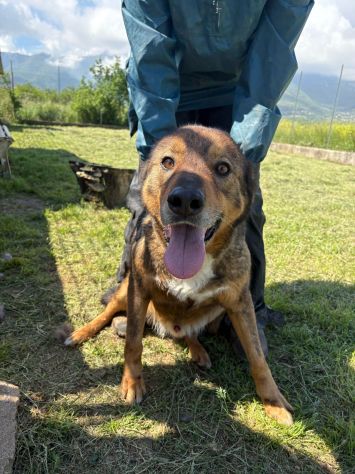 GIOIELLO -cerca coccole urgentemente- - Foto 4