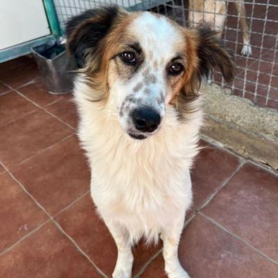 WOLF ADORABILE CANE IN ADOZIONE - Foto 2