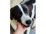 CANE IN ADOZIONE: MARILU', taglia media