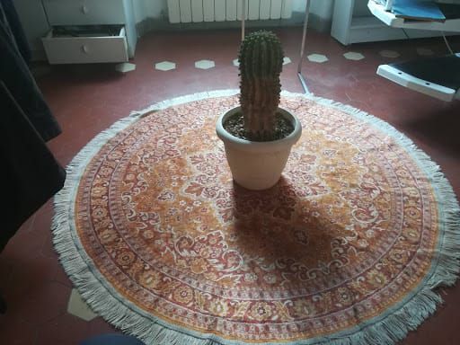 Cactus Equinopsis multifiori continui profumati ! - Foto 2