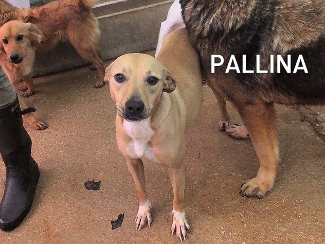 Pallina carina, buona e simpatica