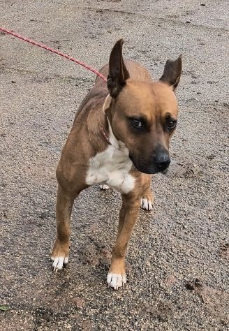 Eva una dolcissima cagnolina amstaff cerca una casa con un amorevole famiglia - Foto 10