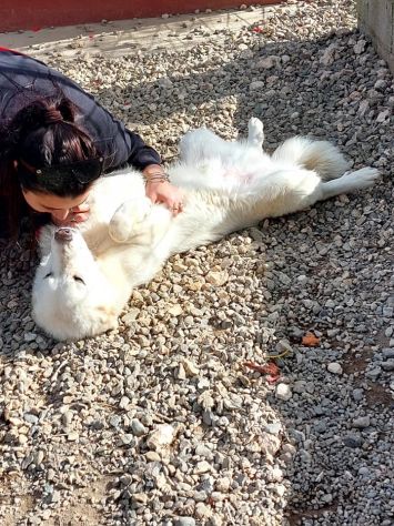 SUN: CANE IN ADOZIONE - Foto 2