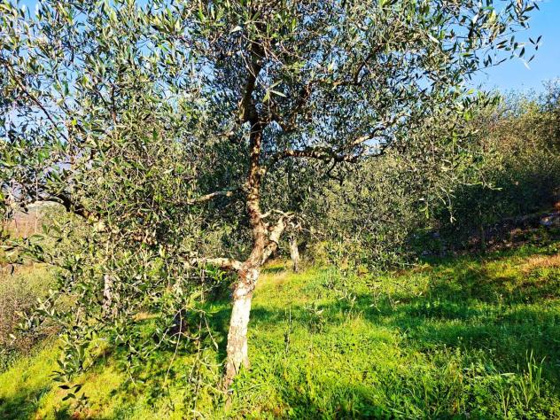 Terreno edif. residenziale in vendita a Buti 5300 mq Rif: 1411798 - Foto 4