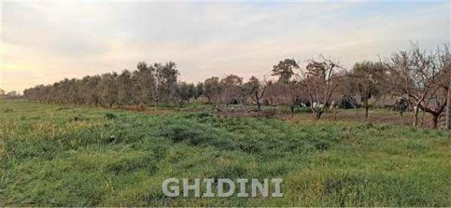 TERRENO AGRICOLO di 1 vani e di 14722 mq (GROSSETO - GORARELLA) rif. 2200.332M - Foto 2