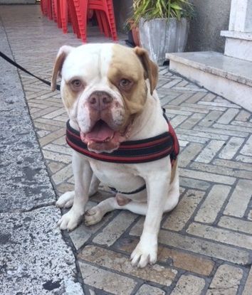 NACHO, bellissimo Bulldog Americano - Foto 5