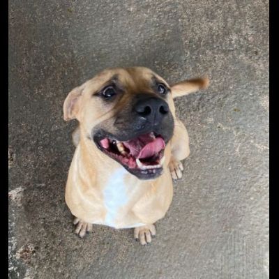 OTIS MENDICANTE DI CAREZZE CANE IN ADOZIONE - Foto 9