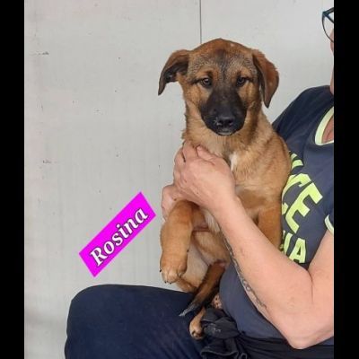 CUCCIOLI IN ADOZIONE - Foto 2