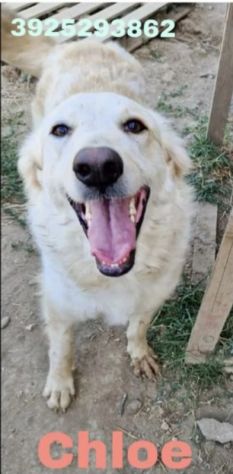 CHLOE cagnolina tg. Grande cerca con urgenza una nuova famiglia - Foto 5