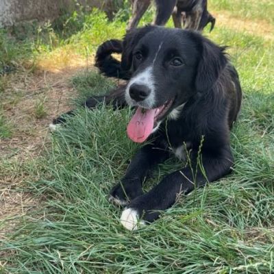 FLIC LA TENEREZZA CERCA CASA, CUCCIOLO IN ADOZIONE