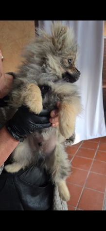 Volpino di pomerania - Foto 4