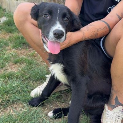 FLIC LA TENEREZZA CERCA CASA, CUCCIOLO IN ADOZIONE - Foto 6