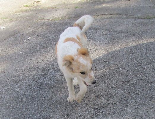 BLONDIE E BILLY, cuccioli gioiosi - Foto 3
