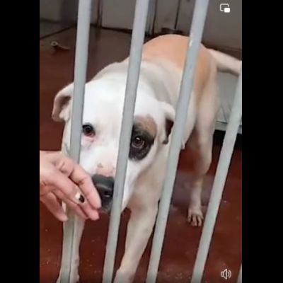 BLOOM AFFETTUOSA CAGNOLONA IN ADOZIONE - Foto 2