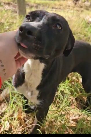 Gennarina: 1 anno, taglia contenuta, dolce con tutti - Foto 2