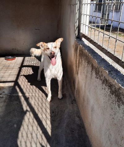 FILIPPO - cane di 6 anni e mezzo - taglia media - Foto 2