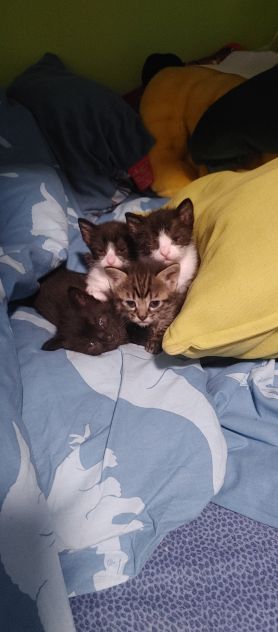 Gattini regalo - Foto 2