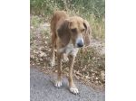 Filippo un amore, cane in adozione