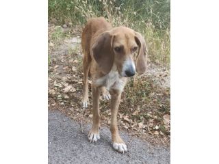 Filippo un amore, cane in adozione