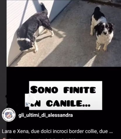 LARA E XENA incrocio border collie, giovani cagnoline in adozione di coppia. - Foto 5