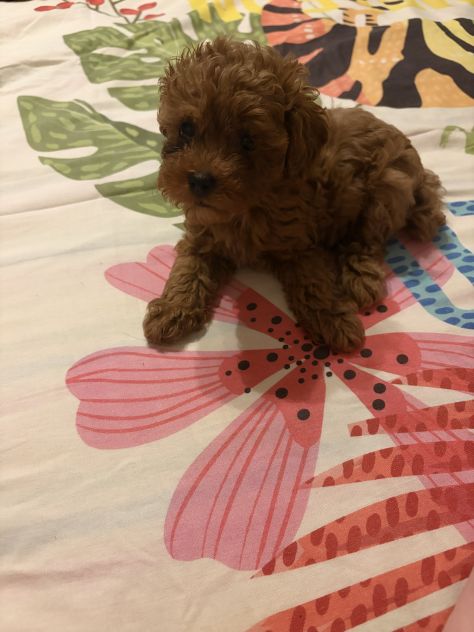 Cucciola barboncino Toy - Foto 2