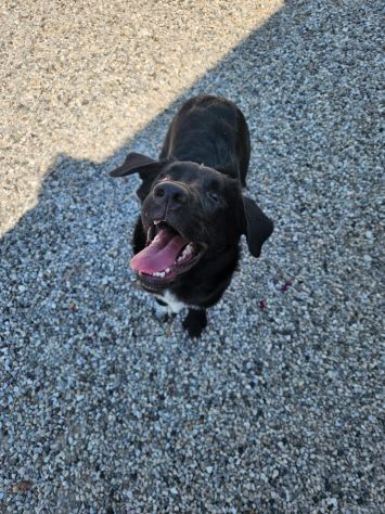 ADOZIONE DEL CUORE: OLIVER 5 MESI HA PERSO UN'OCCHIETTO - Foto 3