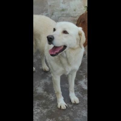 CATERINA CAGNOLINA SIMIL LABRADOR IN ADOZIONE - Foto 2