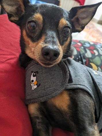 STARLET, MINI PINSCHER dolcissima - Foto 6