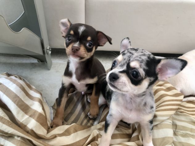 Chihuahua cuccioli