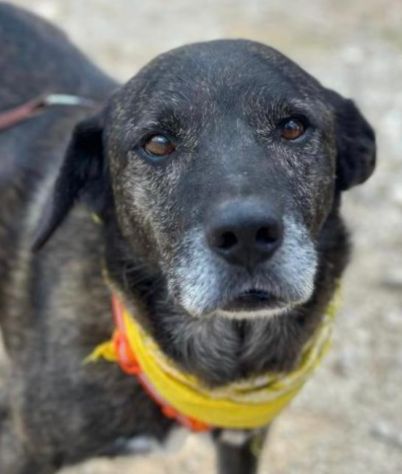 Igor per 10 anni tenuto da solo in una campagna