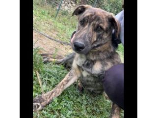 UGO figlio di mamma husky, 9 mesi, socievole ed allegro cagnolino in adozione