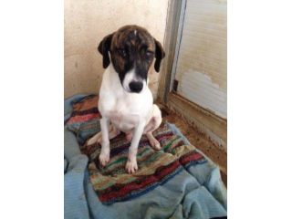 ALBERTO, bellissimo mix segugio