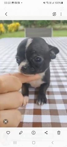 Cuccioli chihuahua mini
