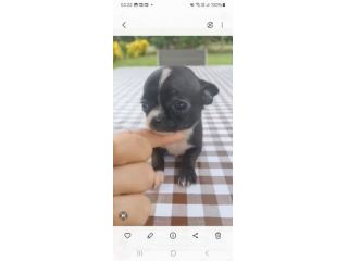 Cuccioli chihuahua mini