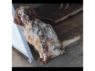 FRODO CACCIATORE DI COCCOLE, SIMIL SRINGER SPANIEL, CAGNOLINO IN ADOZIONE