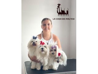 Cuccioli di Maltese con Pedigree ENCI – La Casa dei Maltesi (Cuneo)