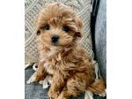 piccoli di maltipoo