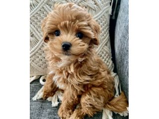 piccoli di maltipoo