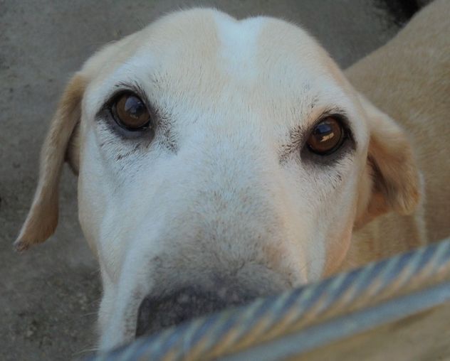 PIPPO, adozione del cuore per mix labrador - Foto 2