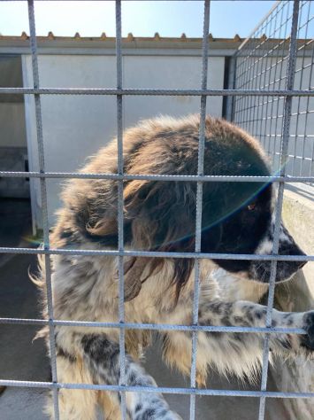 CANE IN ADOZIONE LO SGUARDO DI ORSO - Foto 4