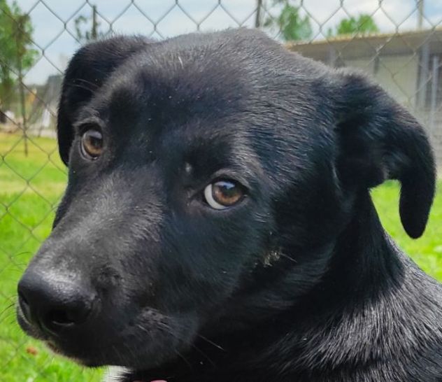 CAGNOLINO IN ADOZIONE: RAOUL, tenerissimo,mix labrador, taglia medio contenuta. - Foto 5