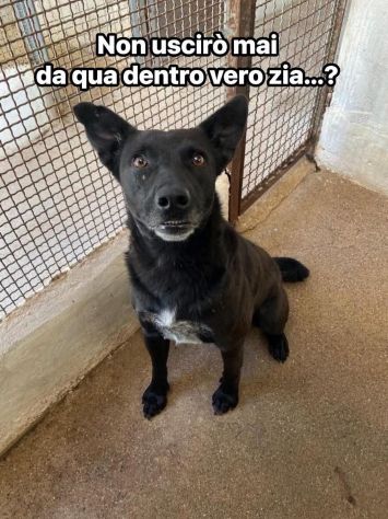 EBONY CATTURA IL CUORE CANE IN ADOZIONE - Foto 3