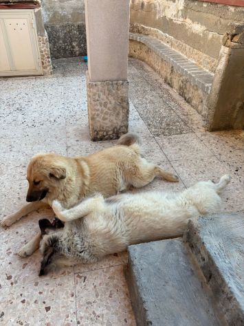 CERCHIAMO CASA PER DUE CUCCIOLONE - Foto 7