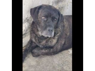 PONGO E PEGGY MERAVIGLIOSI, MERITANO UNA CASA; CANI IN ADOZIONE